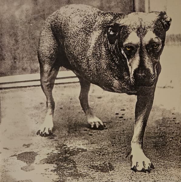 ALICE IN CHAINS – ALICE IN CHAINS – ALICE IN CHAINS